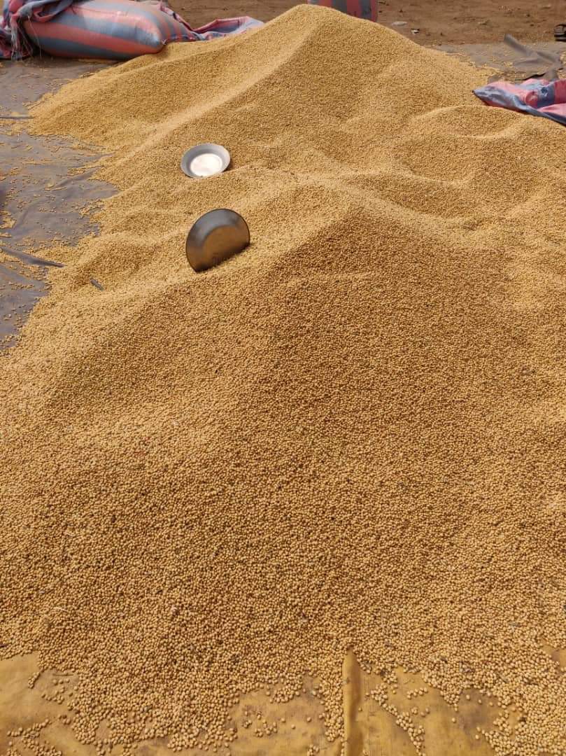 Cleaned beans piled prior to bagging