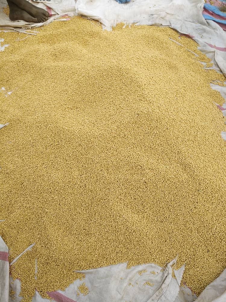 Sun-drying to standard moisture content